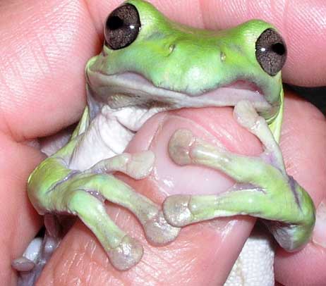 Close up of baby frog hanging on to a human thumb