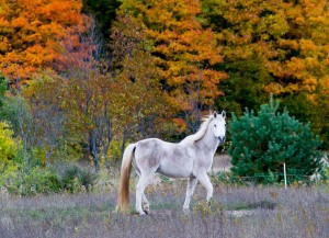 Gorgeous white horse with fall colors in background in northern Michigan