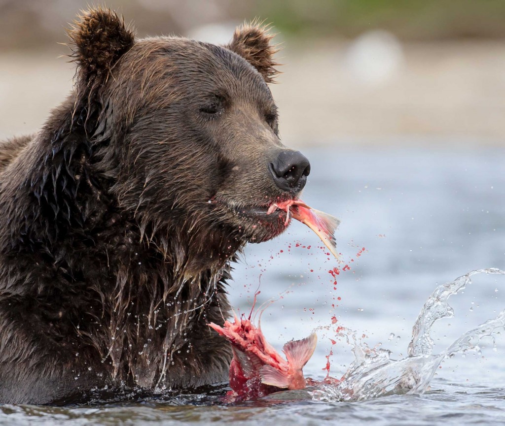 Face shot of coastal brown bear in Katmai Alaska tearing into a salmon