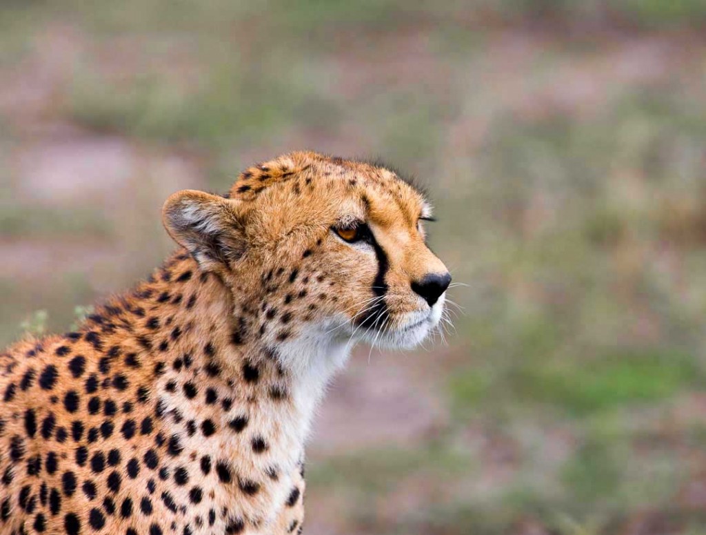 Female cheetah on the prowl in Serengeti National Park Tanzania