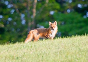 Adult red fox on the prowl in northern Michigan