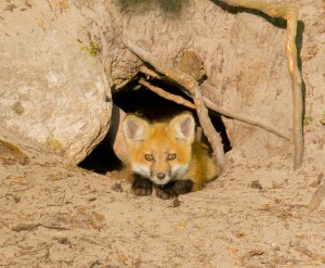 Fox pup staring at us from his den