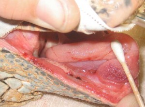 Post Operative Appearance of Jaw With No Bleeding