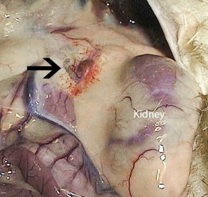necropsy of Ash, the ferret with insulinoma kidney on right adrenal to left of kidney at cranial end