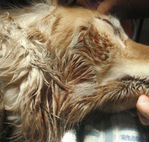 Face of a dog showing matted fur over infected area