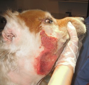 The extent of the infection once the fur is clipped away