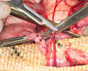 Surgeon cutting a blood vessel that has been clamped with hemostats