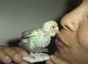 Birds-Kiss