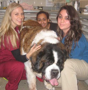 Dogs-Staff