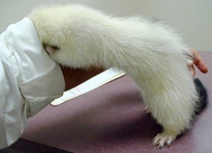 Ferrets-Sleeve