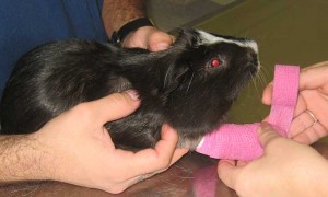 GuineaPig-Bandage