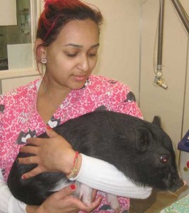 Pig-Jessica