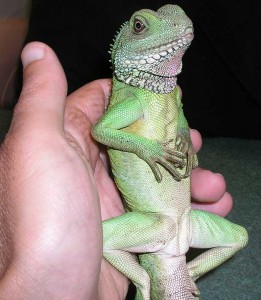 Reptiles-DragonHand