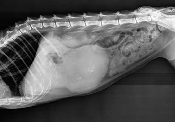 Abdominal X-ray of cat with a liver tumor