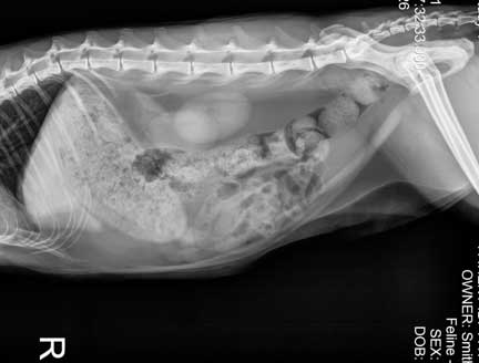 Normal cat abdomen lateral view