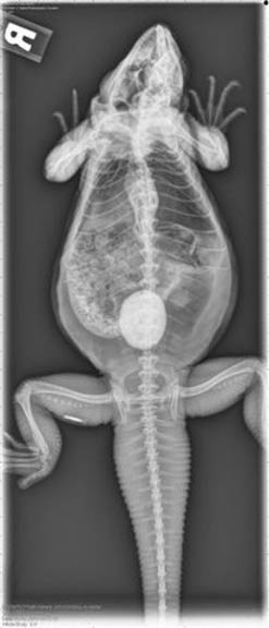 Bladder stone in an iguana