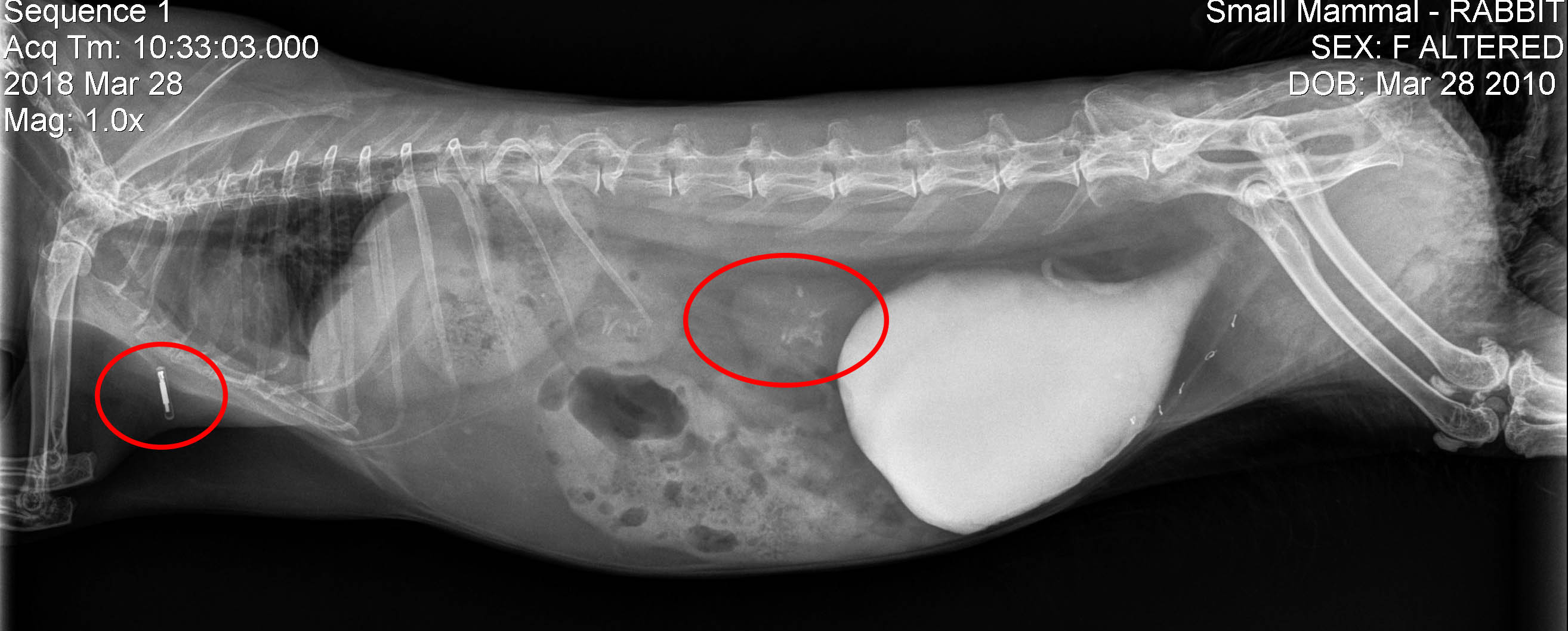 Calcified kidneys and a microchip in a rabbit