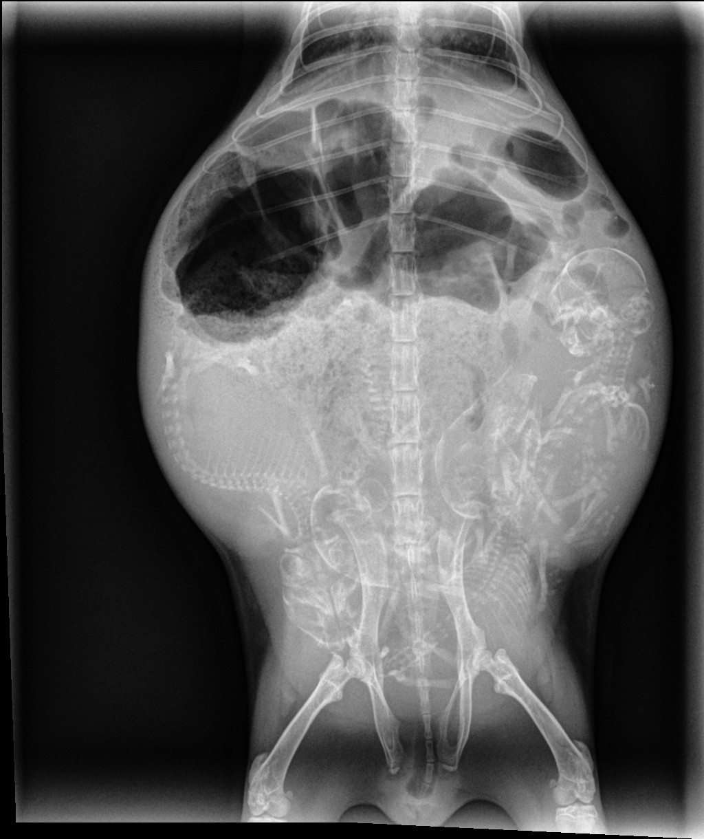 Pregnant Guinea Pig X-ray showing fetuses