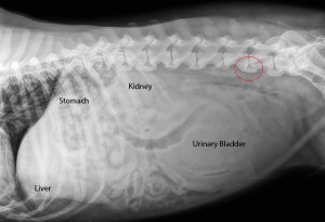 Answers to abnormal dog abdominal radiograph