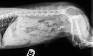 Dog X-ray with stones in the urinary bladder