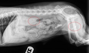 Dog X-ray with stones in the urinary bladder, with stones in kidney and urethra circled in red