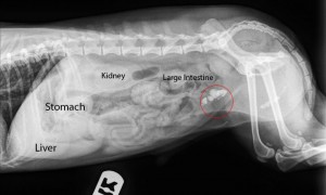 Dog X-ray with stones in the urinary bladder circled in red