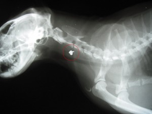 Cat chest X-ray with pellet in neck circled in red