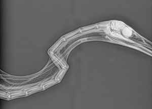 X-ray of a heron's neck showing the cervical (neck) bones