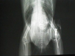 X-ray of a bird with a catheter in its bone in order to give it emergency fluids