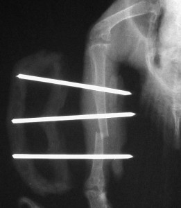 X-ray of a bird leg with three pins in to repair the bone