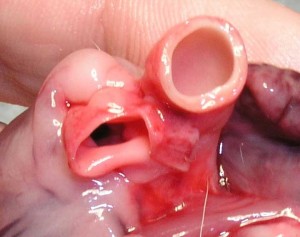 Feline-DilatedCMAortaPV