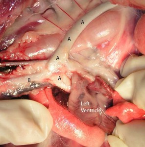 Feline-DilatedCardiomyopathyAortaLabeled