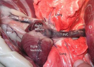 Feline-DilatedCardiomyopathyThoraxLabeled