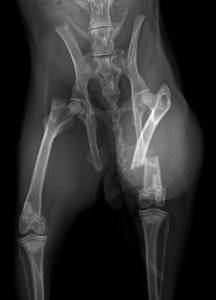 X-ray of a rabbit with a fractured femur
