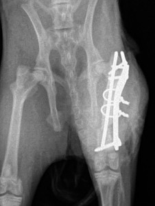 Post operative X-ray of repair of fractured rabbit femur