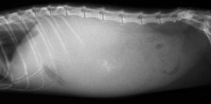 Lateral Abdominal Xray Of A Cat With A Fluid Filled Abdomen
