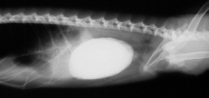 X-ray of bladder stones in an iguana