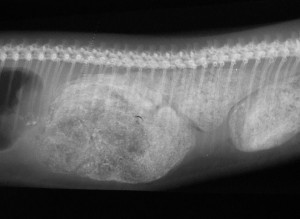X-ray of impacted feces in a snake