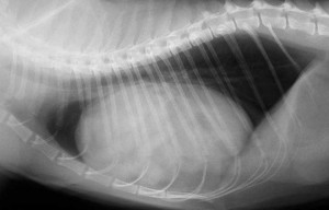 Radiology-DiaphragHerniaLateral
