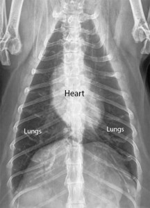 Radiology-FelineThoraxDVLabeled