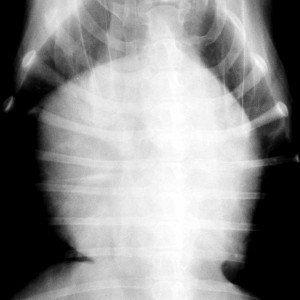 Dog A Very Enlarged Heart On A DV View