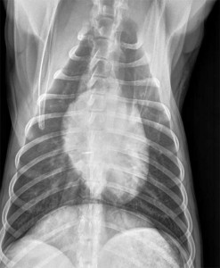 Normal Dog Dorsal Ventro View Xray