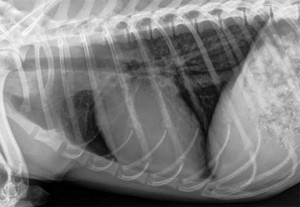 Radiology-K9ThoraxLateral