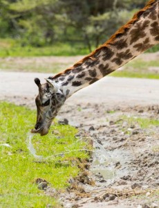 Adult giraffe drinking water