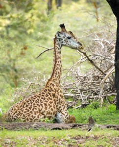 Baby giraffe sitting on the ground