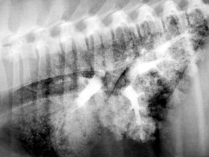 Lungs filled with barium
