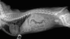 X-ray of a dog bladder stone