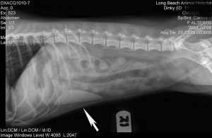 X-Ray of dog spleen