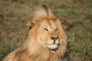 Tanzania2015-LionMane