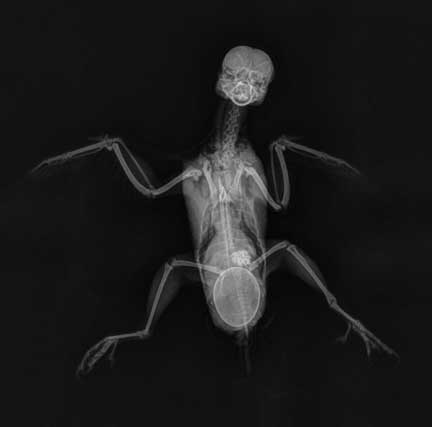 X-ray showing a large egg stuck in the birth canal of this bird